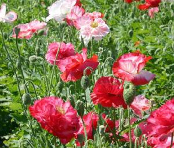10,000 Shirley Double Poppy Seeds FLOWER SEEDS