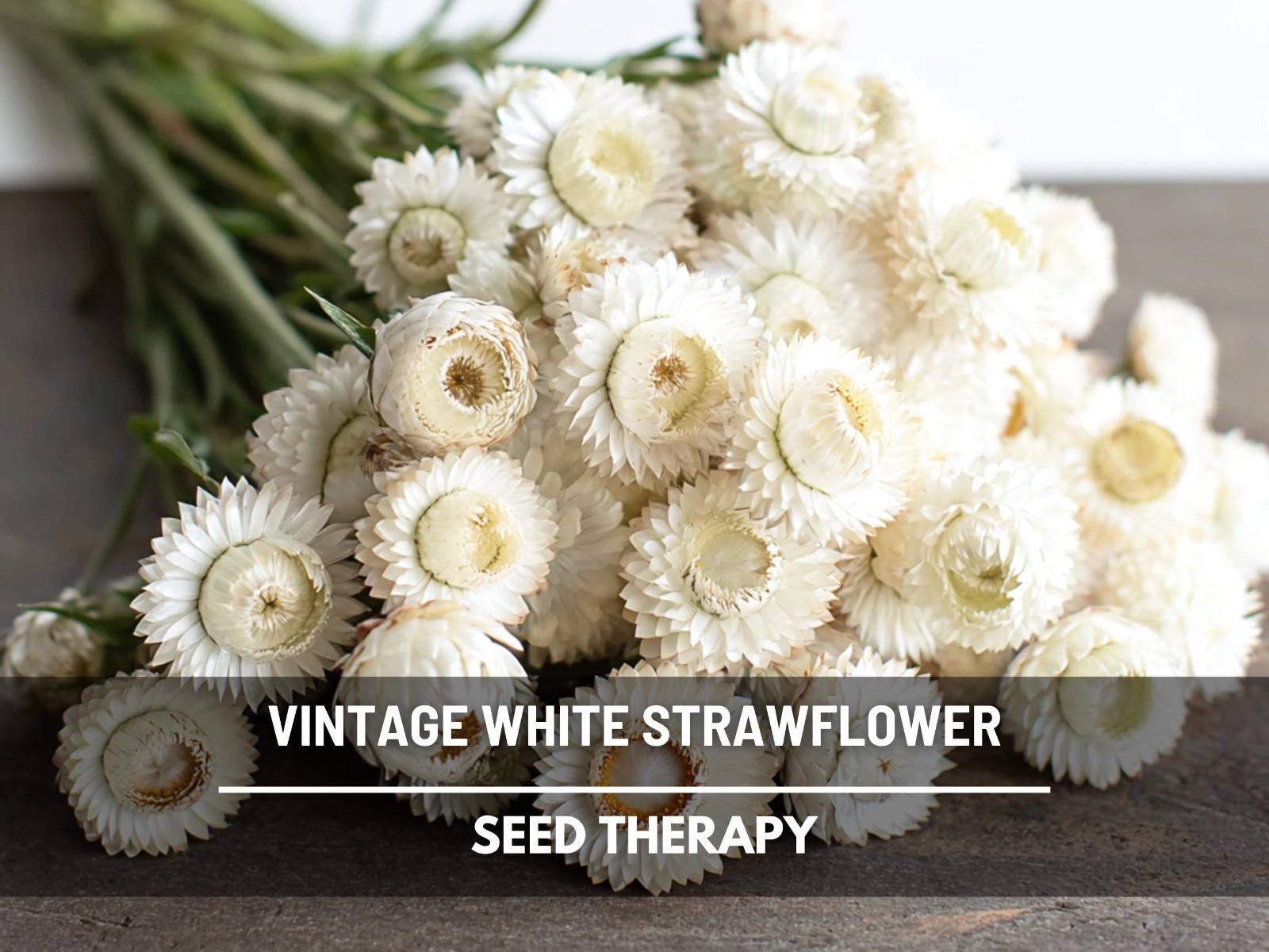 Vintage White Strawflower Seeds, Heirloom Prolific Bloomer, USA Grown