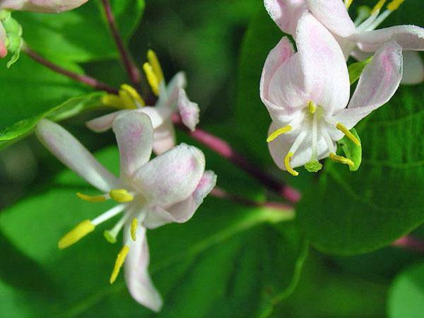 Lonicera tartarica | Tartarian Honeysuckle | 5 Seeds