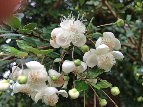 Ugni molinae | Chilean Guava | Strawberry Myrtle | 10 Seeds