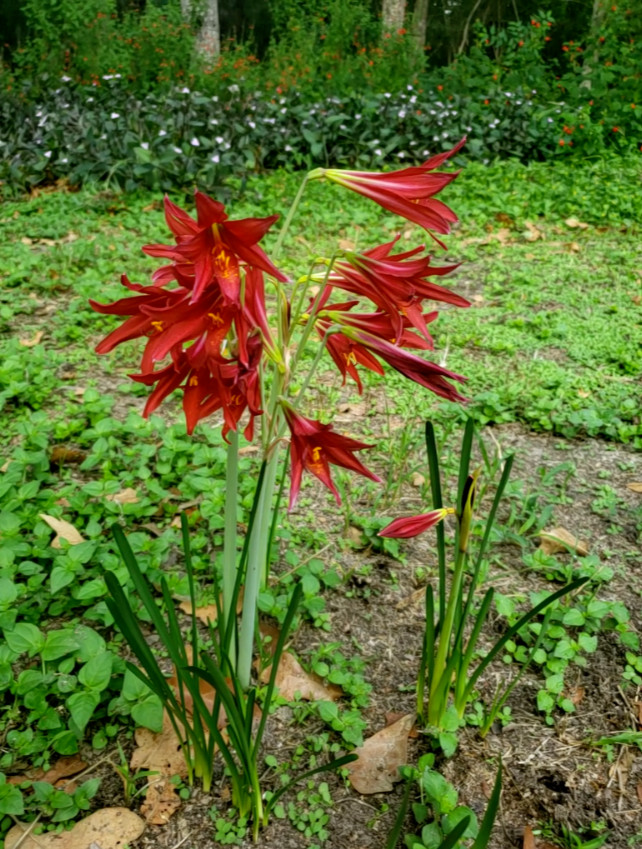 Oxblood Lily Bulbs Lilies Rain Schoolhouse Hurricane Rhodophiala bifida-17 bulbs