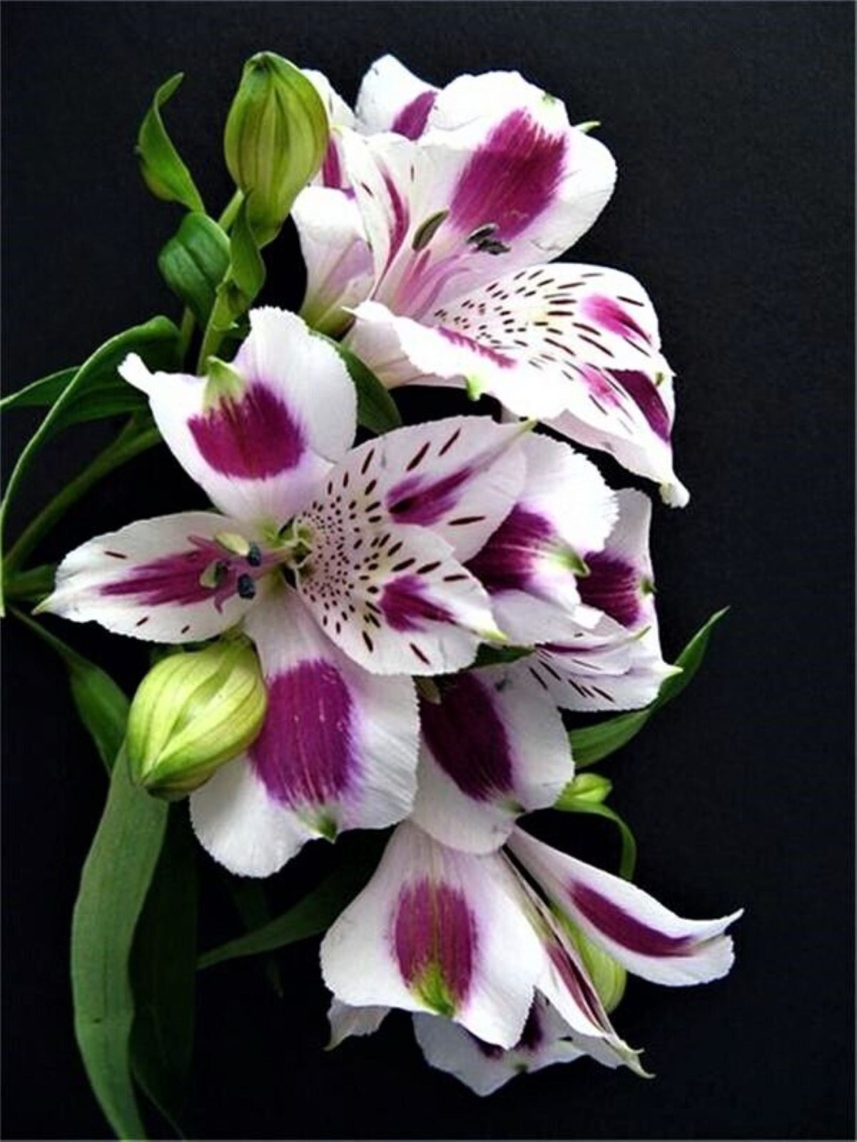50 Lily Flower Seeds Much Less Money Than Bulbs