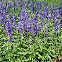 Salvia Farinacea Saga Blue 250 seeds