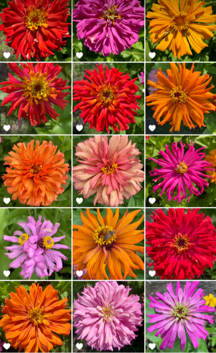 CACTUS ZINNIA – 30 Fresh Seeds – Mixed Colors – GORGEOUS Blooms!! FREE Shipping