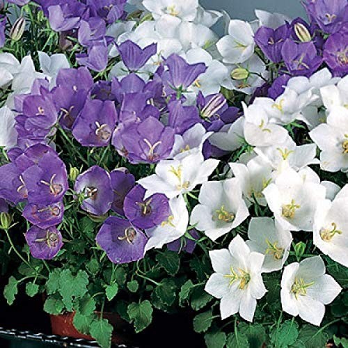 Tussock Bellflower Seed Mix Blue and White 1000 Seeds for Planting Campanula