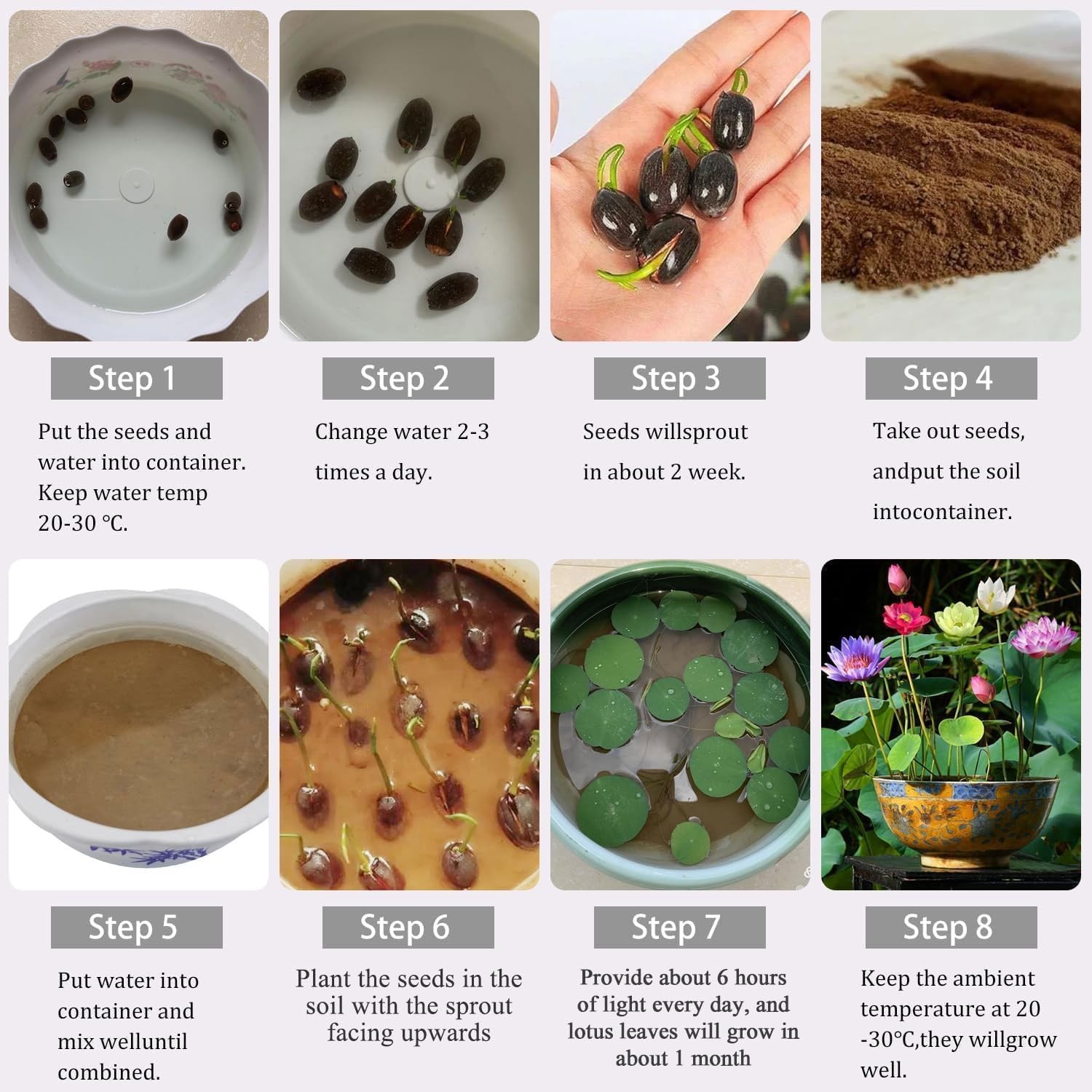 160pcs Mixed Color Bowl Lotus Seeds for Planting NonGMO Bonsai Lotus, Water …