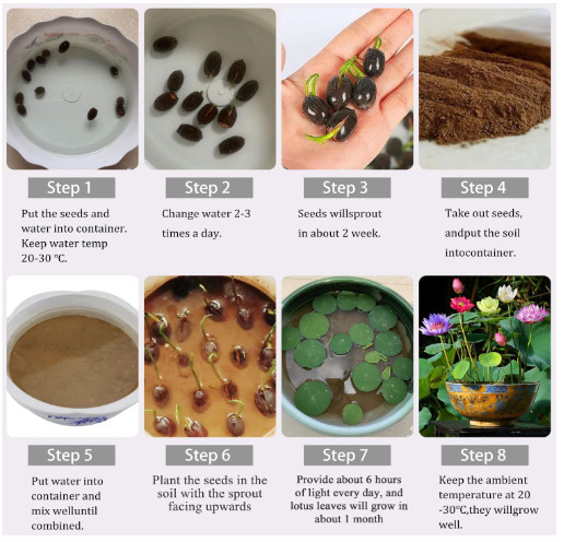 Jardinpatio 160Pcs Bowl Lotus Seeds Mixed for Planting Water Features Bonsai Lot
