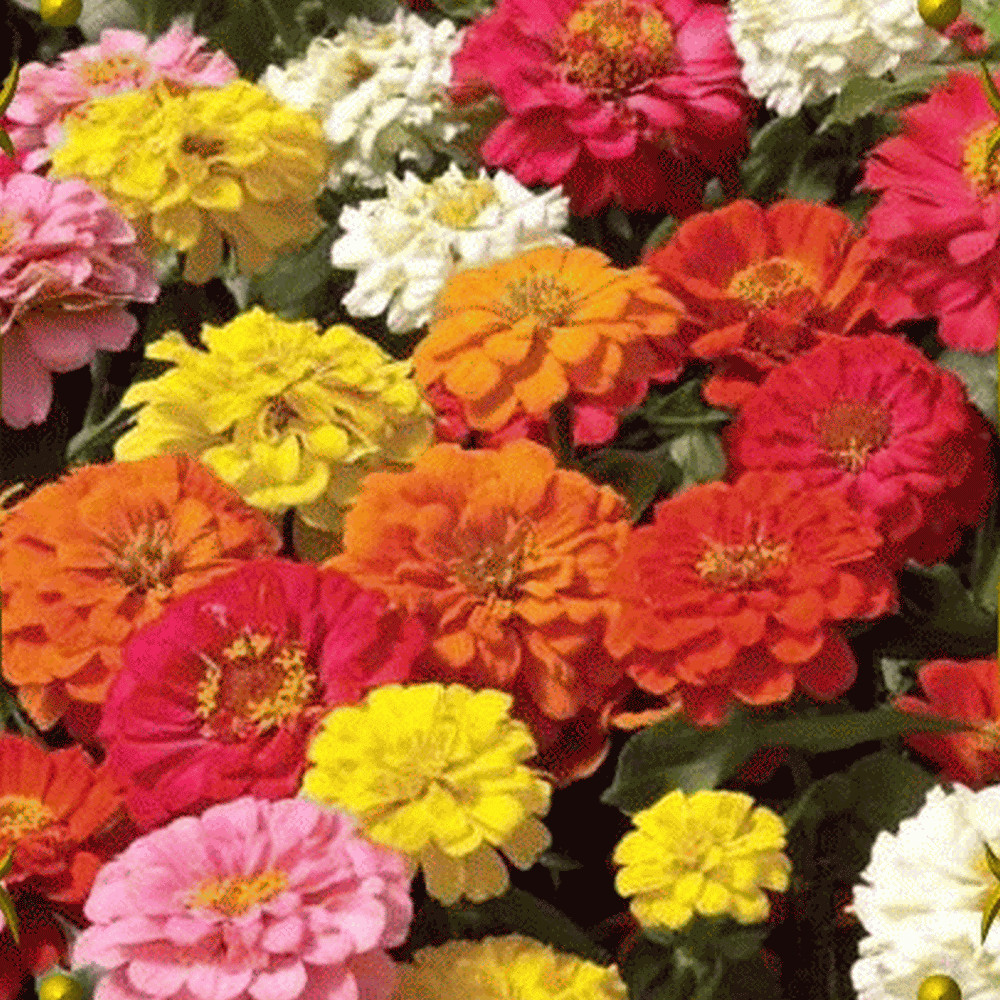 ZINNIA Elegans Flower Seeds * PUMILA MIX * Dahlia Bouquet Heirloom Seed Pick Qty