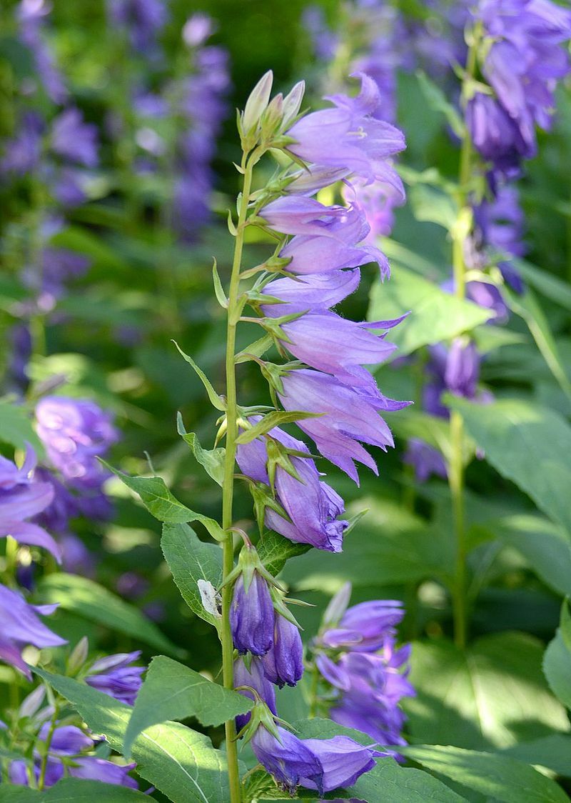 GREAT BELLFLOWER 203 SEEDS, CAMPANULA LATIFOLIA, LAVENDER-BLUE, USA SELLER****