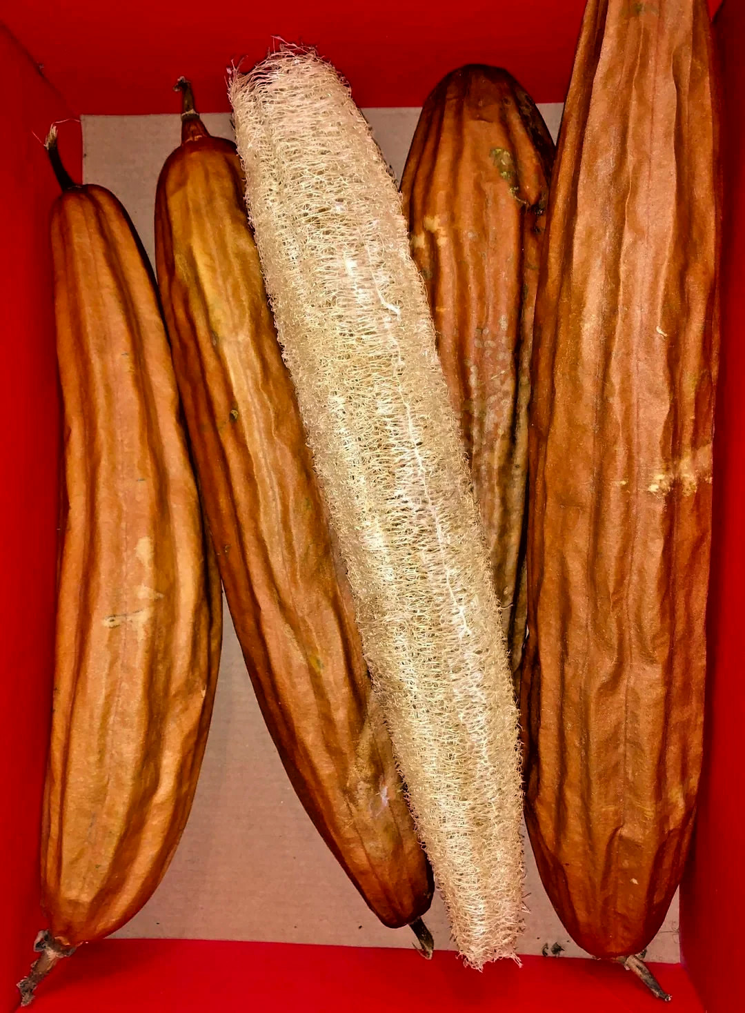 **LUFFA CYLINDRICA SEEDS 30+ SPONGE GOURD vegetable dishcloth FREE SHIPPING**