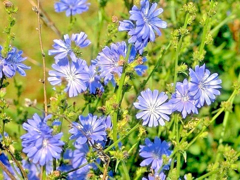 1001+CHICORY Flower Seed Organic Natural Herbal Tea Coffeeweed Edible Wildflower