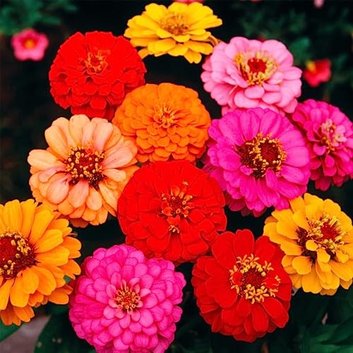 1000+ Crazy Blend Zinnia Seeds for Planting Zinnia Elegans Heirloom Open Normal