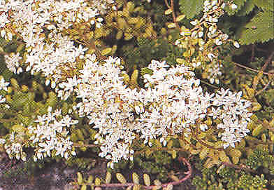Sedum album 2,500 seeds