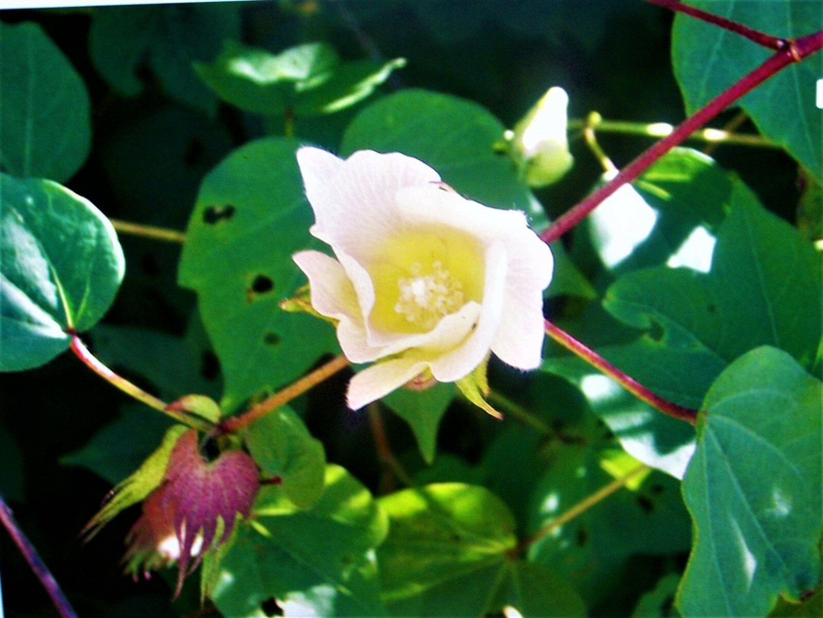 30 White Cotton Seed Pink Blooms Heirloom Ornamental Benefits St. Jude