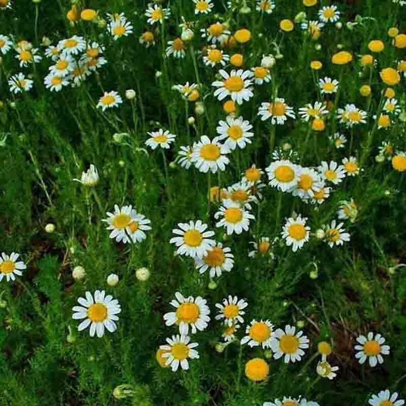 SCARBOROUGH SEEDS ROMAN CHAMOMILE 1000 SEEDS GROUNDCOVER EDIBLE LANDSCAPING LAWN