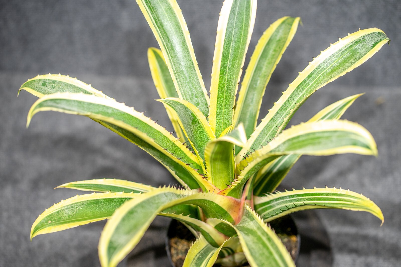 Hohenbergia Edmundoi (Albo) 6″ pot (Super Rare and very limited stock)