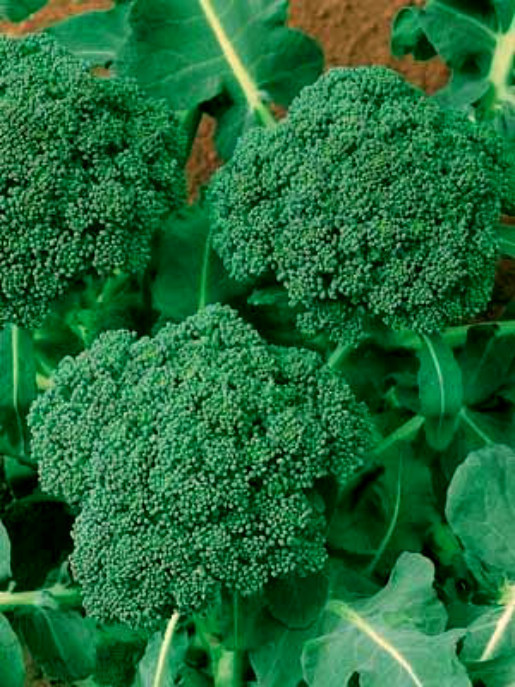 1 oz Broccoli Seeds, Green Sprouting Calabrese, Heirloom Bulk Seeds 9000ct