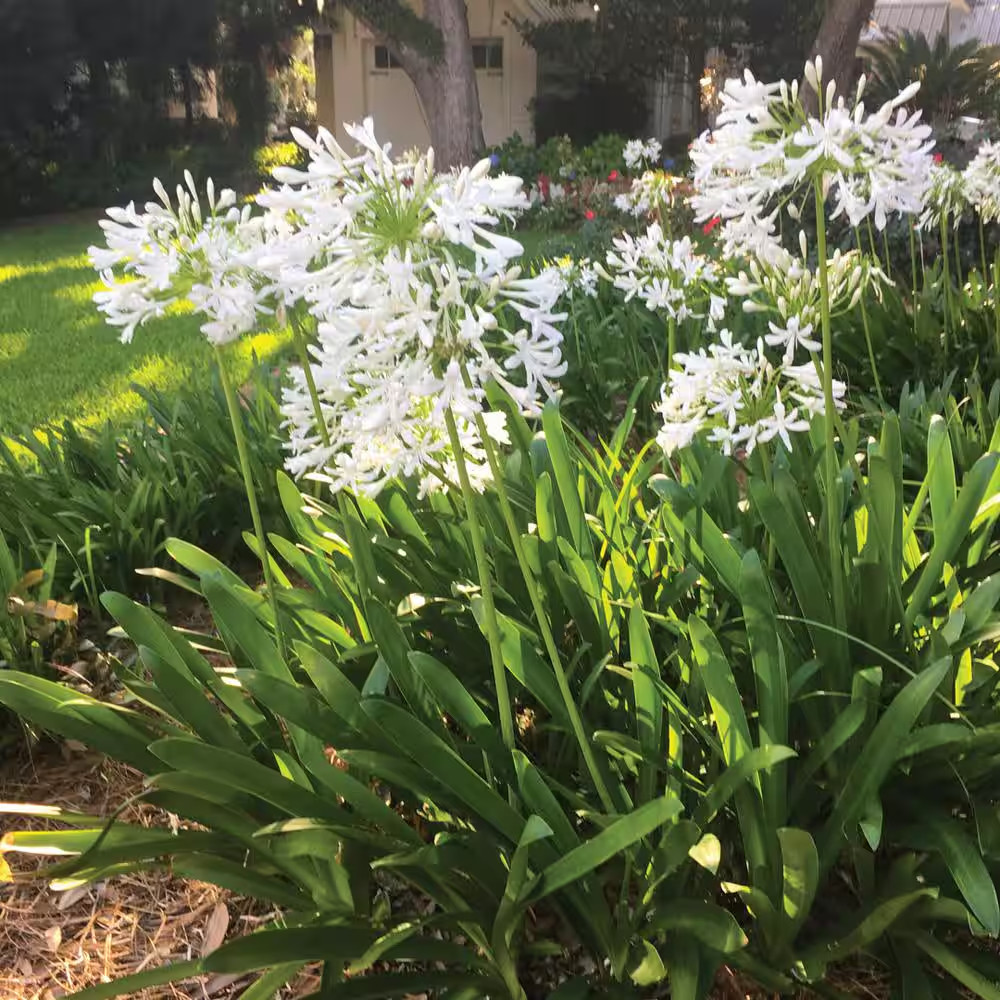 2.5 Qt. Ever White Agapanthus (Lily of the Nile) with Reblooming Brilliant White
