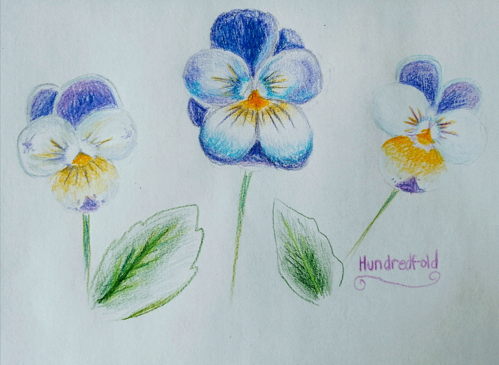 Johnny-Jump-Up 100 Seeds Viola Tricolor, Heartsease Wild Pansy Edible Flowers