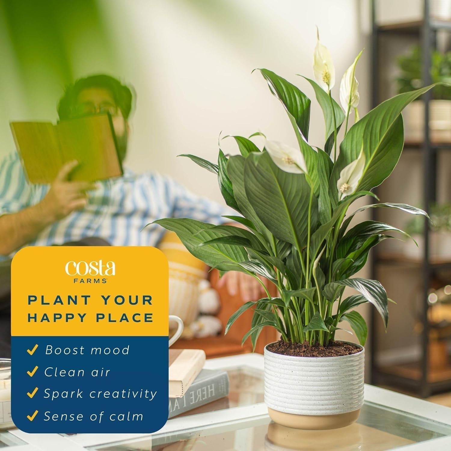 Costa Farms Peace Lily Live Plant in 1 Foot Tall, Indoor Garden Pot