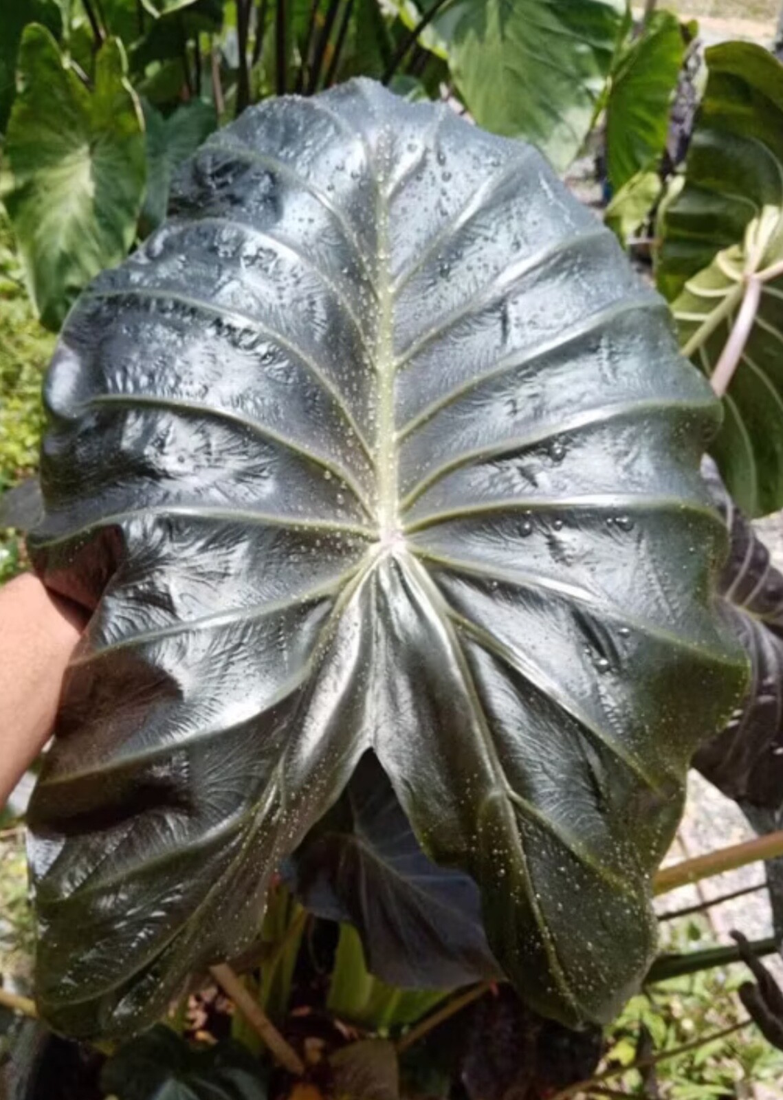 AUTHENTIC Colocasia Horus 1 bulbs