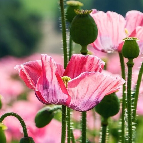 5,000 The Giant Rattler P Somniferum Giganteum Poppy Seeds Huge Flowers, Po ds