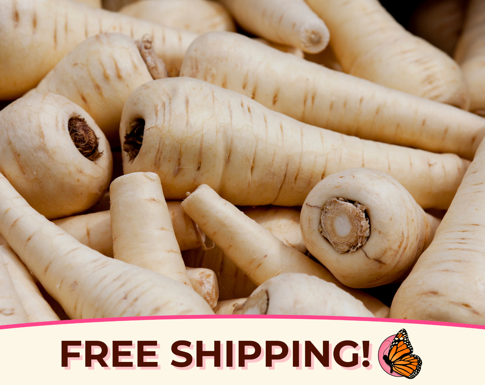 700+ Parsnip Seeds ‘Harris Model’ | Heirloom, Non-GMO, Vegetable Gardening Seed