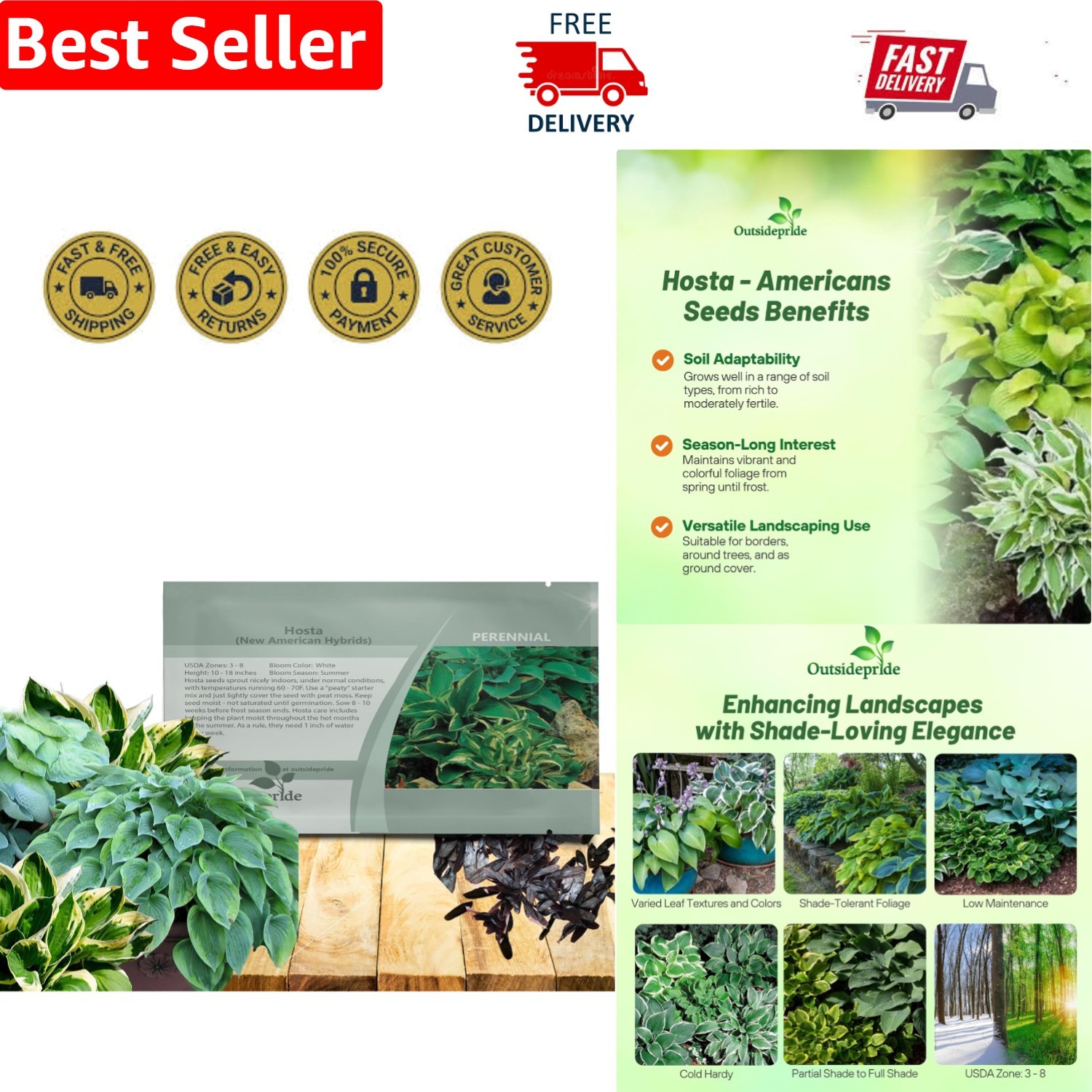 Compact Hosta American Seeds – 50 Easy-Grow Perennials for Container or Garden