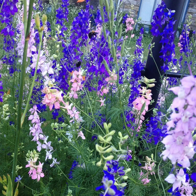 Rocket Larkspur Delphinium Mixed Color Flowers Pollinators NonGMO 500 Seeds