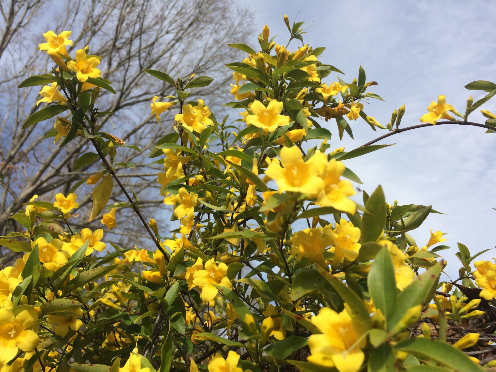 Carolina Yellow Jasmine (Gelsemium sempervirens) Fragrant Beautiful Vine [40+ct]