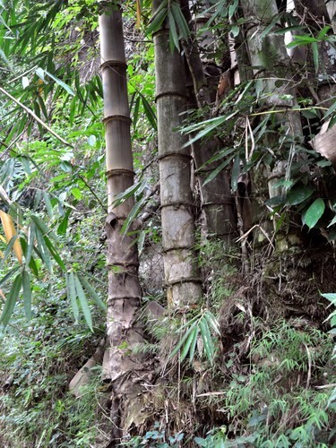 100 Huge Dragon Bamboo Seeds Rare Fast Growing Privacy Hedge Plant