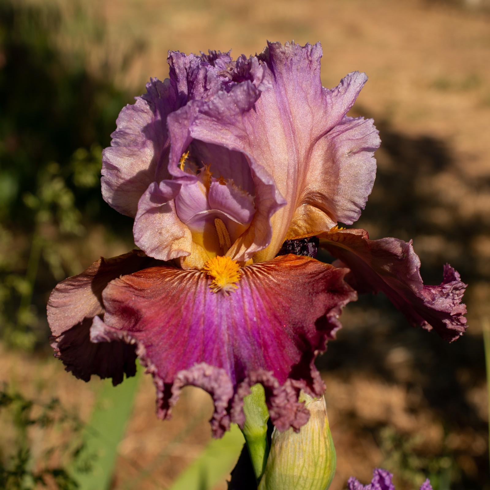 *LA FORTUNE** Tall Bearded Iris. Pre-Order, Combined Shipping: Jul – Sep