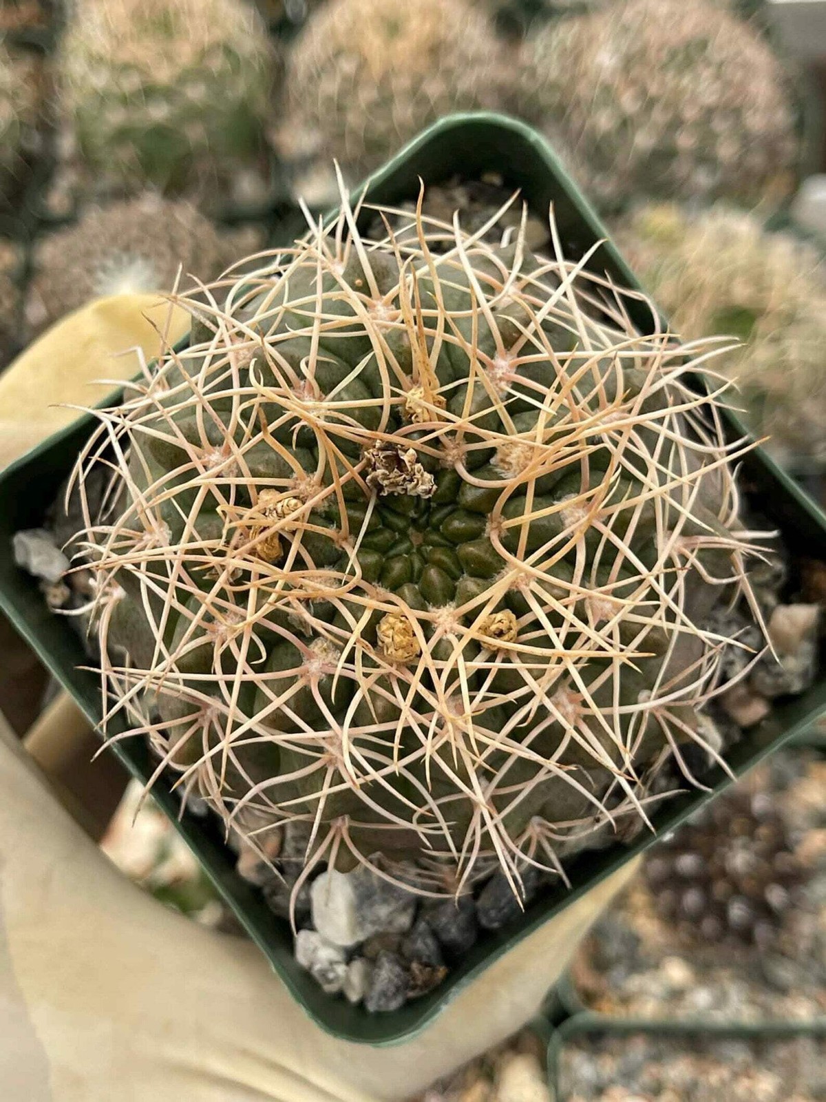 Gymnocalycium Golden Spine | Rare Seed Grown Live Cactus Plant