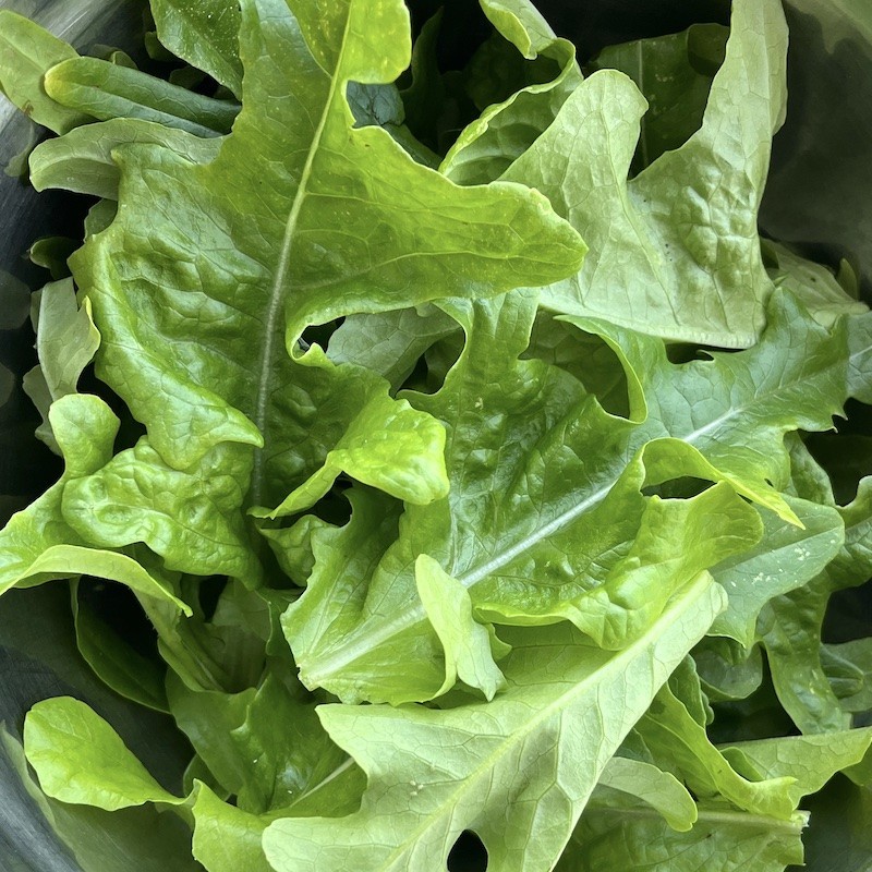 2000 Organic Oak Leaf Lettuce Seeds Non-GMO Heirloom- With Bonus!