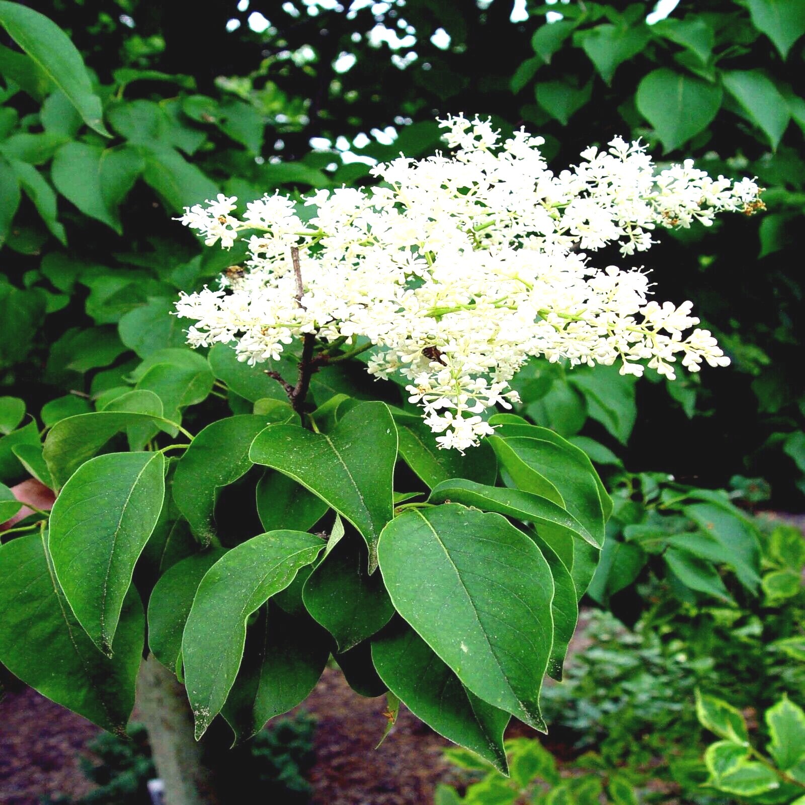 Japanese White Lilac Tree Seeds Flower Plant Cold Hardy Butterflies Hummingbirds