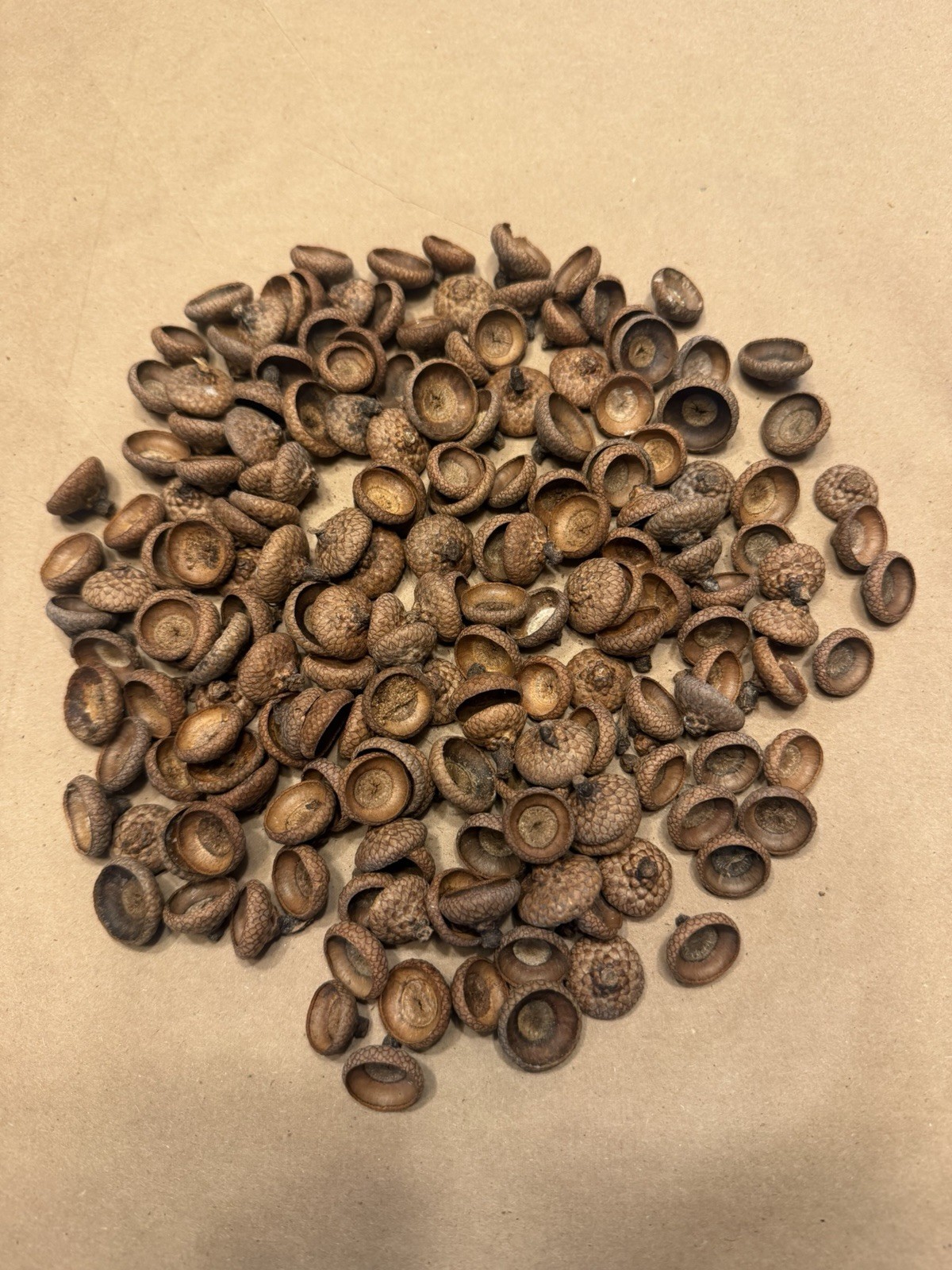 180 Michigan Northern Red Oak Tree Acorn Caps Tops Fall Decoration Decor Double
