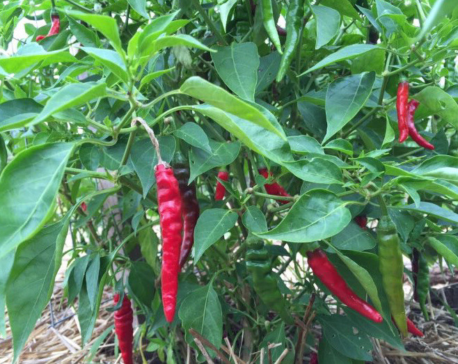 (20) Cayenne Hot Pepper Seeds garden plants