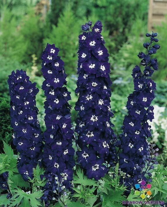 200+ Pacific Giant King Arthur Delphinium Seeds for Garden – FREE SHIPPING!