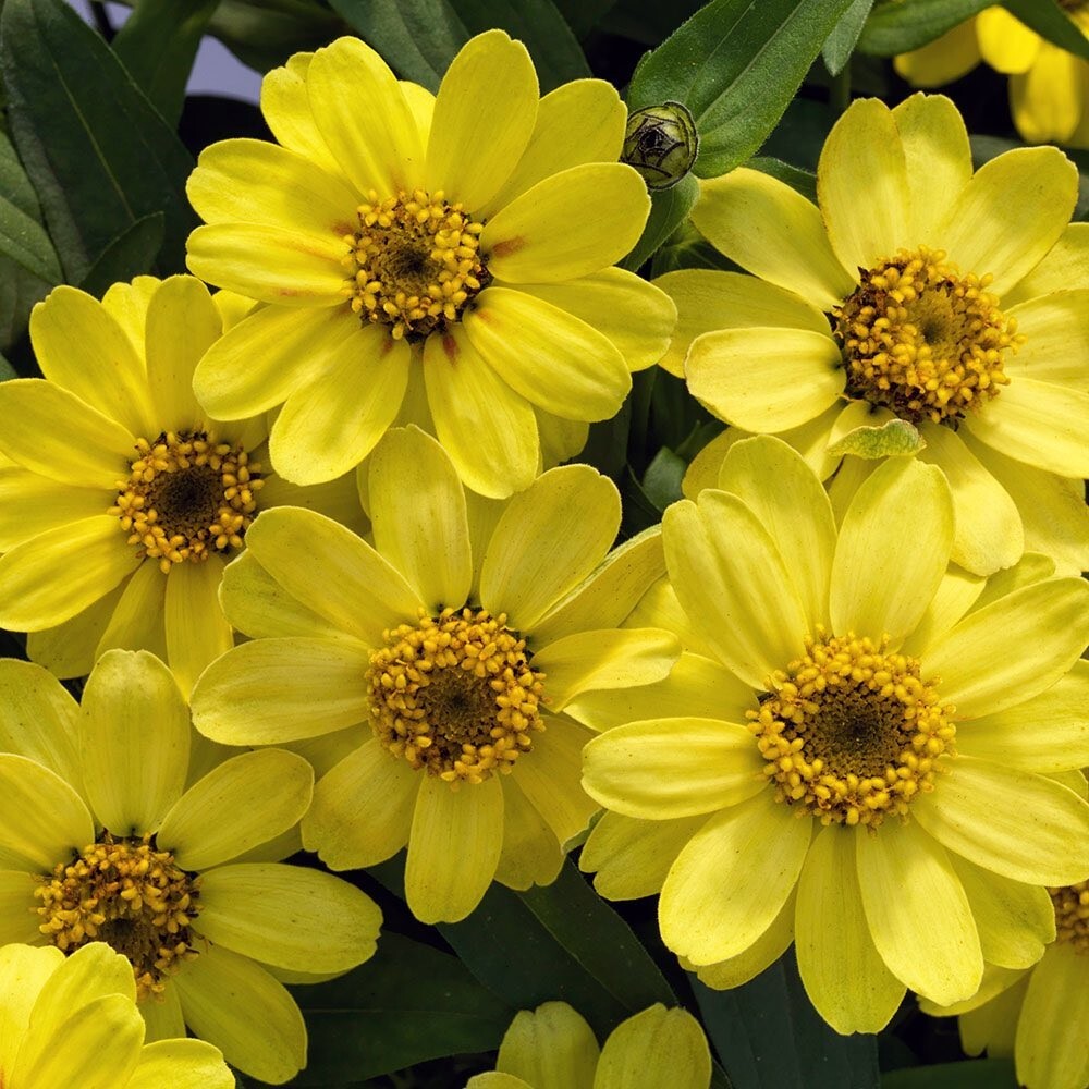 100+ Profusion Lemon Zinnia Seeds for Garden Planting – USA – FREE SHIPPING!