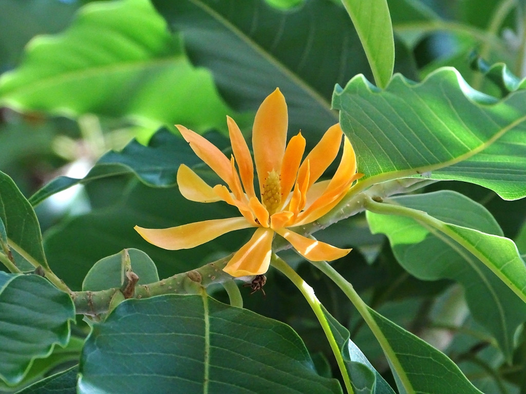 Michelia Champaca Magnolia Tree Shrub 10 Seeds, Fragrant Perfume JOY