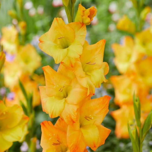 Pack of 5 Gladiolus ‘Sunglow’ Size 12/14cm Corms Bulbs, Golden Yellow, Packaged