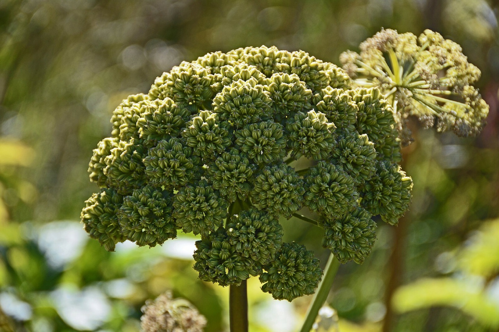ANGELICA  GREAT 80+ SEEDS | PERENNIAL MED HERB (Angelica Atropurpurea) RARE!