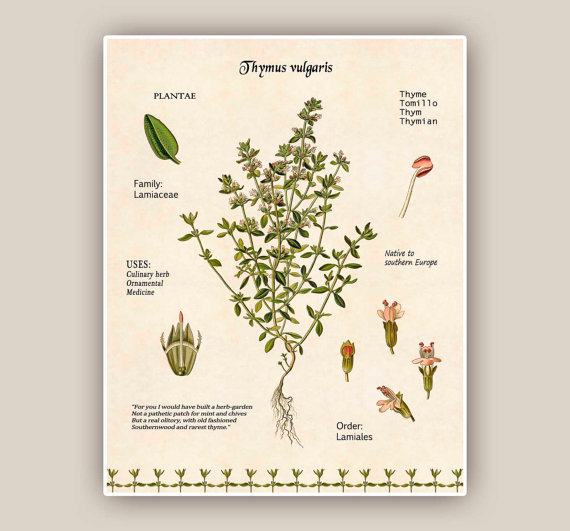 501+COMMON THYME Seeds English German Organic Perennial Herb Garden Container