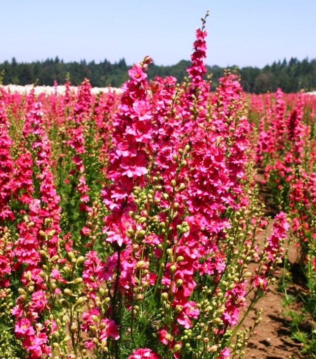 Carmine King Rocket Larkspur Seeds – For 2025 Planting Fuchsia Pink Magenta