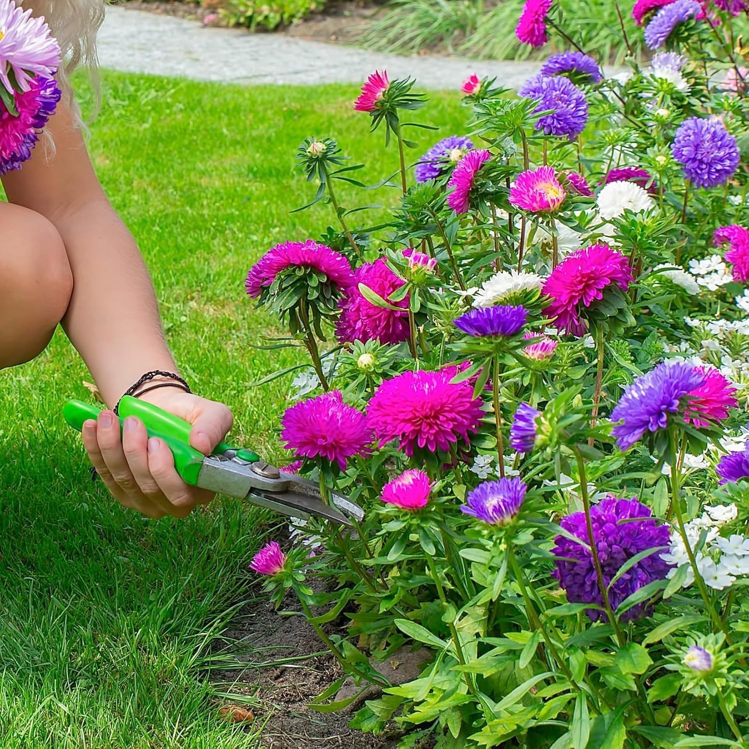 Aster Seeds Powderpuff Mix – 360 Non-GMO Flower Seeds for Vibrant Blooms