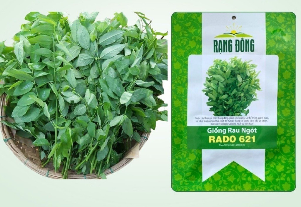 Hạt Giống Rau Ngót Vn + Free Sample Vegetable Seed