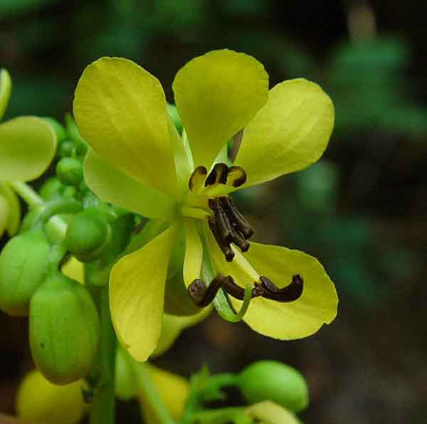 Cassia marilandica Wild Senna 10 seeds