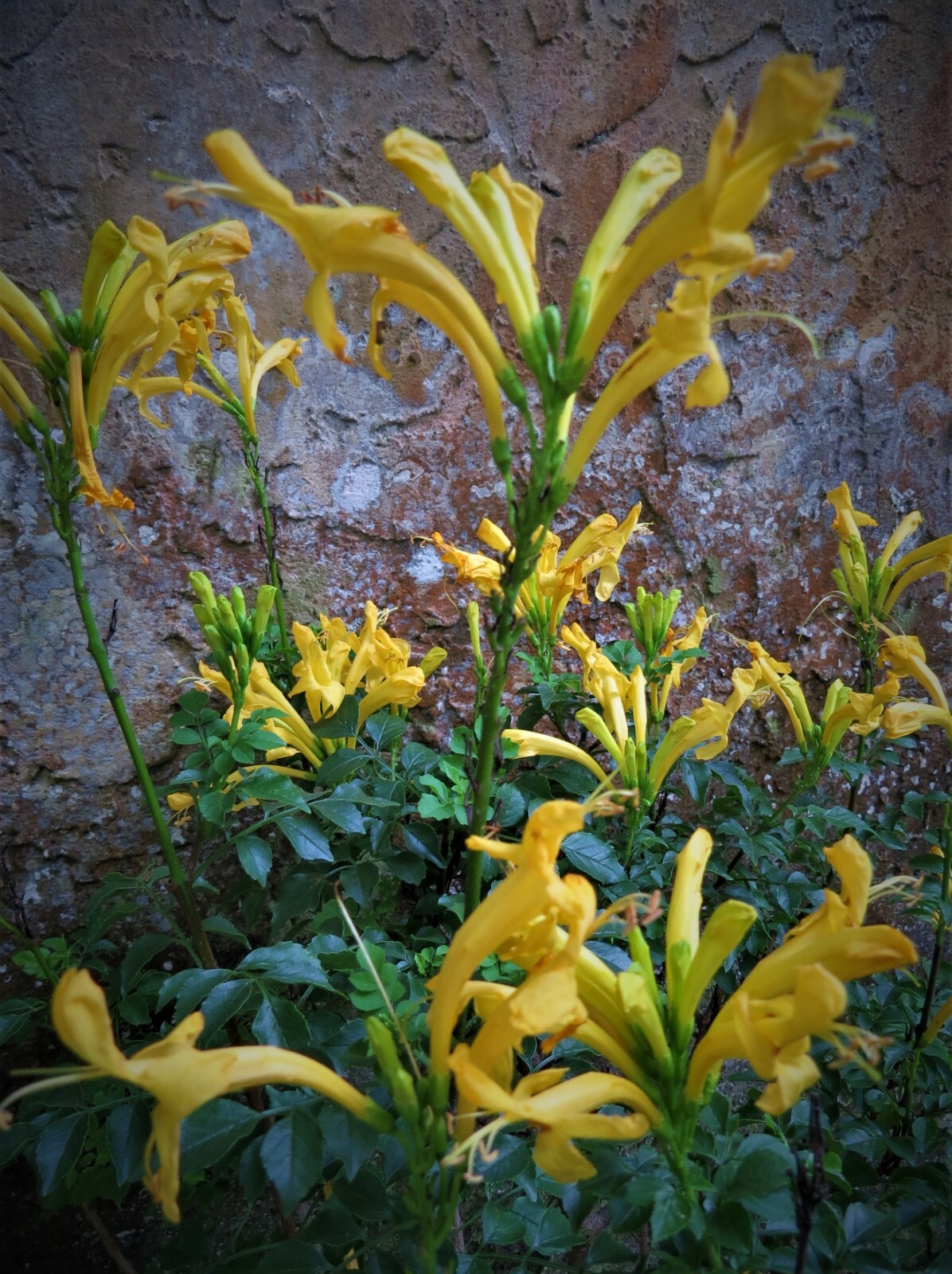 Cape honeysuckle ( Lutea yellow) VERY RARE SEEDS