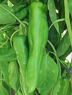 Pepper Hot Numex Big Jim 250 seeds