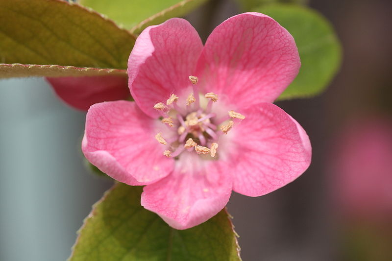 Chinese Quince, Chaenomeles sinensis, Tree Seeds (Edible, Fall Color, Fragrant)